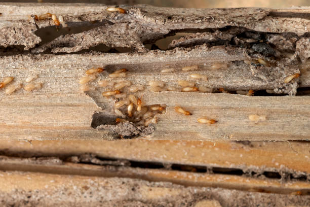 Best Ant Control Services  in Munday, TX